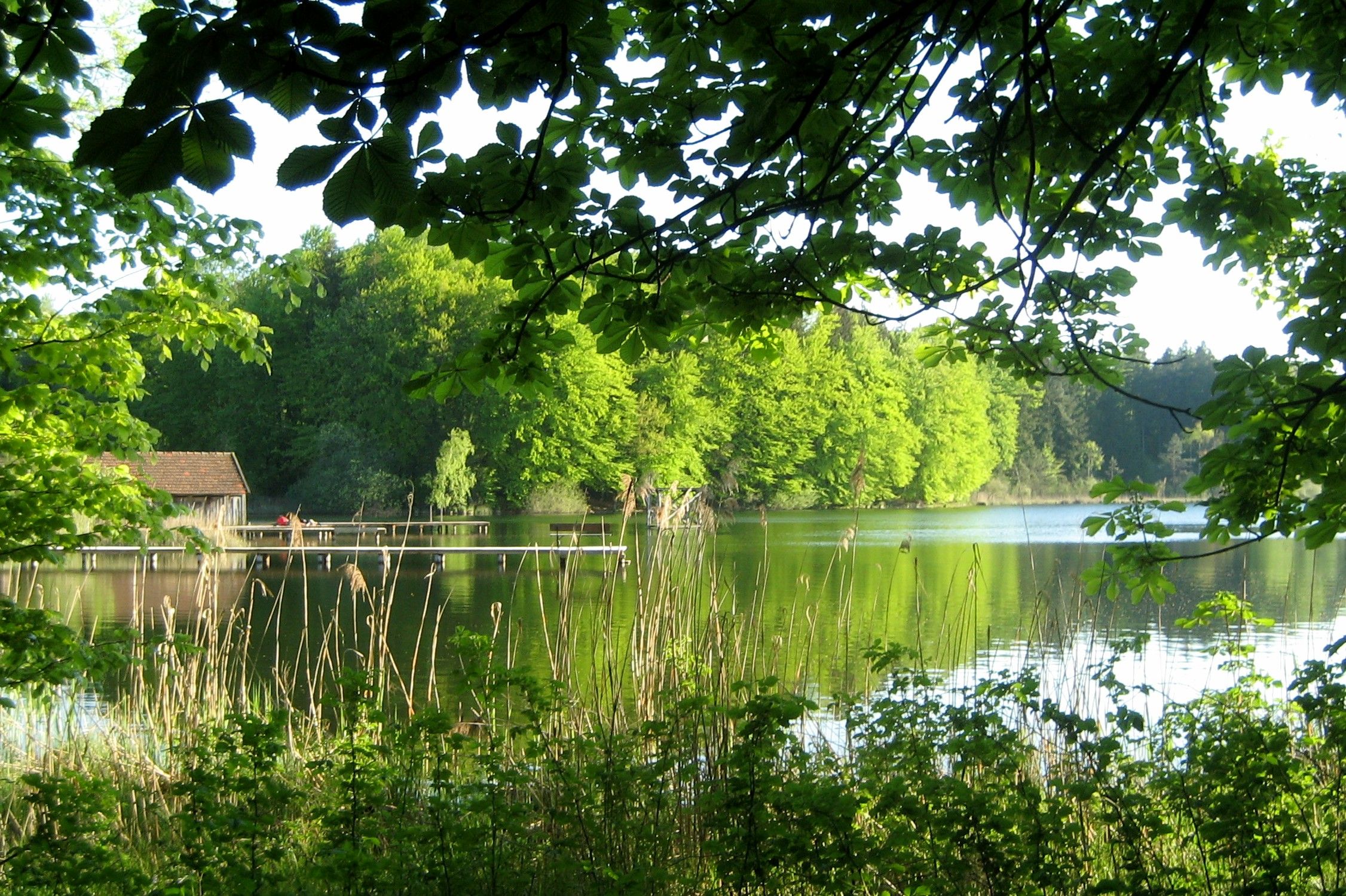am-griessee