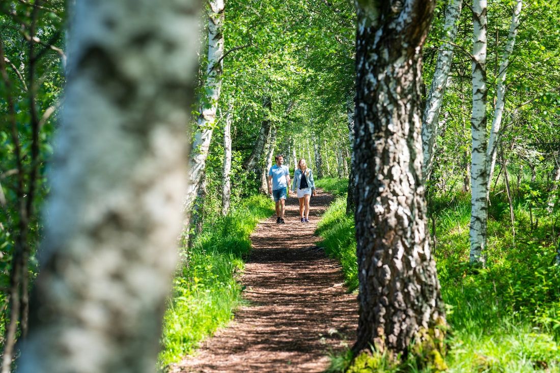 Spaziergang auf dem Moorrundweg