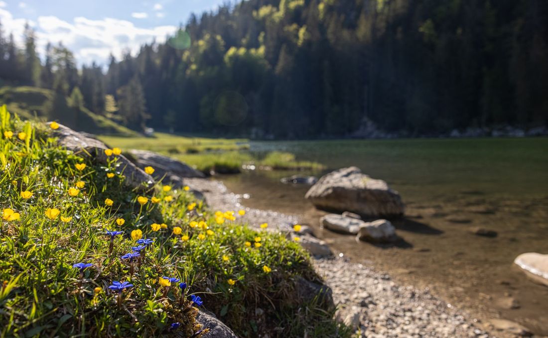 Taubensee