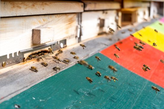 Bienenschauhaus (2)