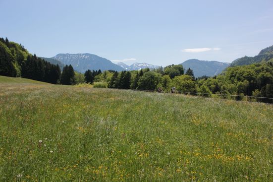 Sommerlandschaft in Siegsdorf