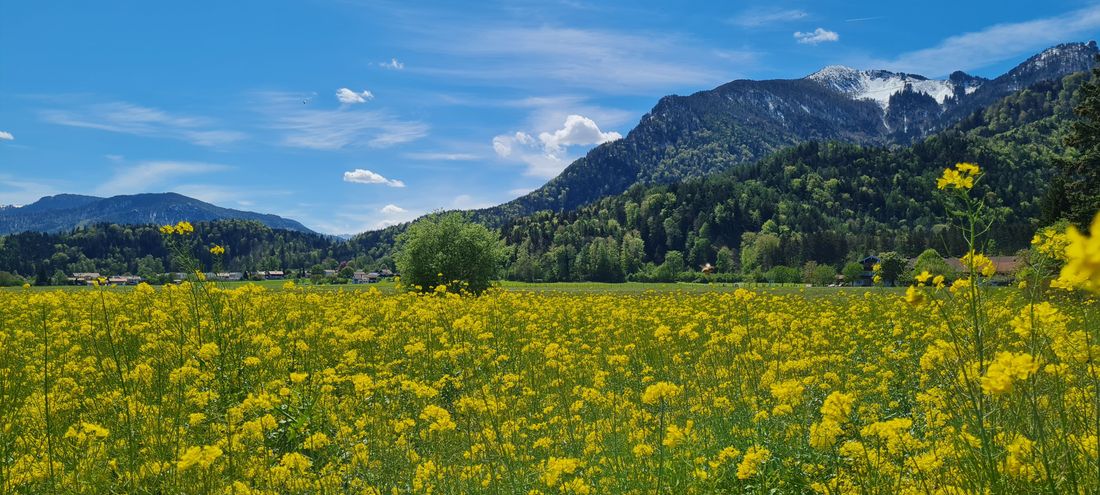 Rapsblüte
