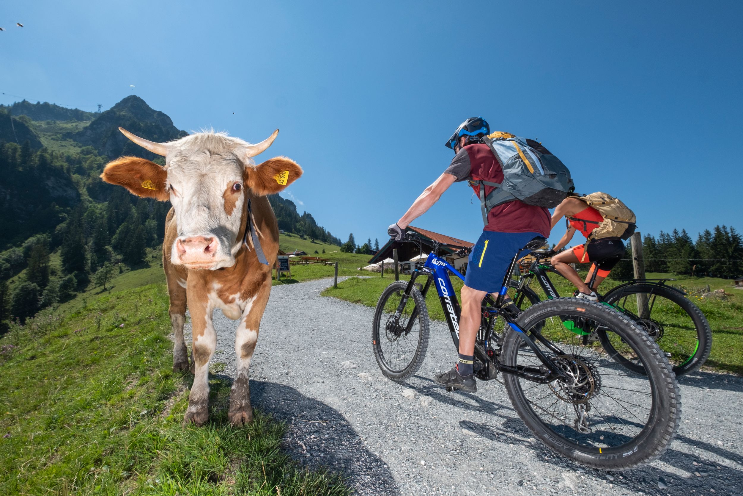 Mountainbiker mit Kuh in Bründling