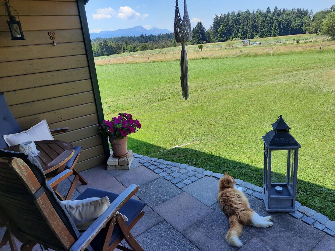 Terrasse am Poolhaus mit Katze "Jimmi"
