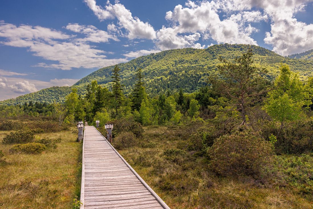 Der Moorerlebnisweg in Grassau