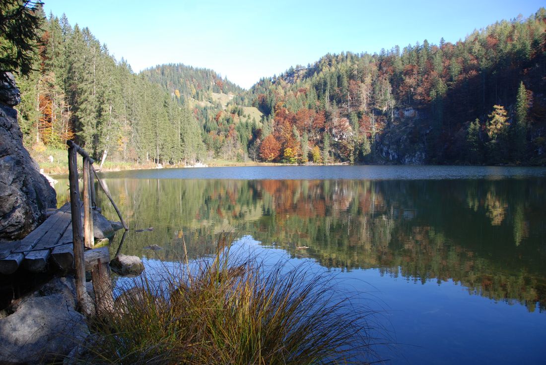 taubensee